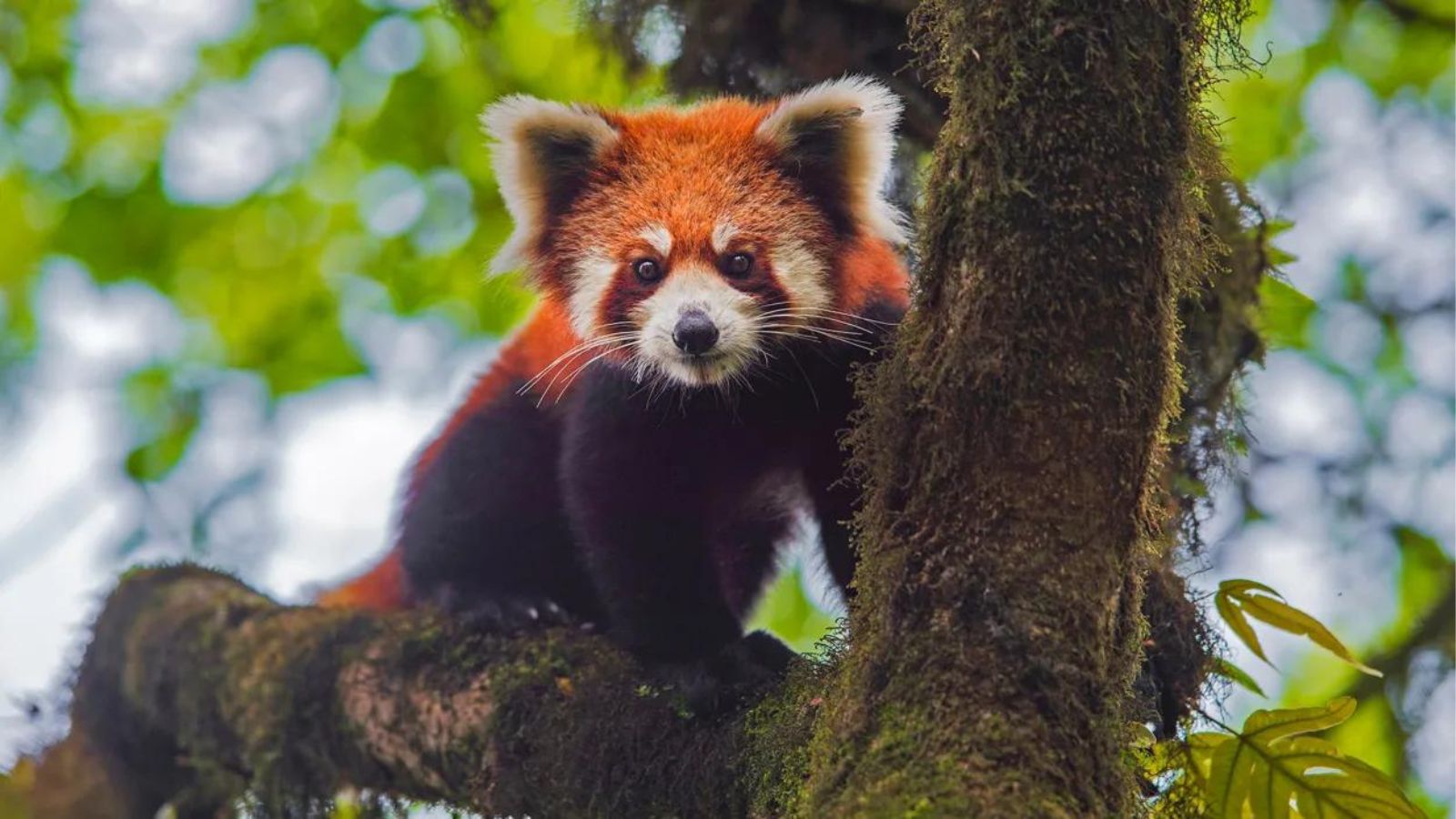 Khangchendzonga National Park